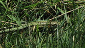 SX04383 Green lizard Female Common or Viviparous Lizard (Lacerta vivipara).jpg